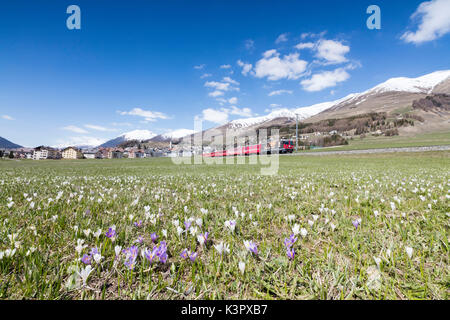 Crocus in voller Blüte Rahmen der rote Zug durch das Dorf Zuoz Kanton Graubünden Engadin Schweiz Europa Stockfoto