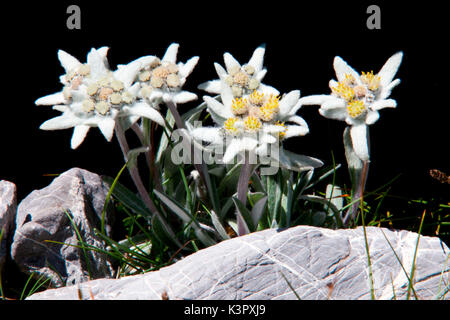 Ein Bündel von Edelweiss (Leontopodium alpinum) Symbol der Alpen. Stockfoto