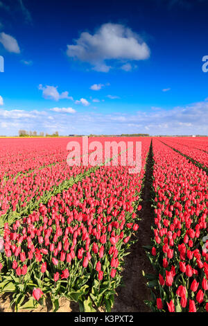 Blauer Himmel und Sonne auf Felder der rote Tulpen im Frühling blühen Oude-Tonge Goeree-Overflakkee Südholland Niederlande Europa Stockfoto