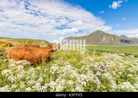 Kühe grasen in blühenden Blumen von blauen Meer Flakstad Lofoten norwegen Europa umgeben Stockfoto