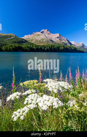 Sommer blühen in das Tal von St. Moritz, das ist eine der spektakulärsten Landschaften in der Schweiz, dank seiner traumhaften Seen und Gipfel wie der Piz de la Margna im Hintergrund - Engadin, Schweiz Europa Stockfoto