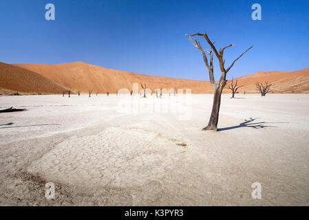 Ausgetrockneten Boden und tot Akazie, umgeben von Sanddünen Deadvlei Sossusvlei Wüste Namib Naukluft Nationalpark Namibia Afrika Stockfoto