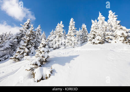 Blue Sky Frames die schneebedeckten Wäldern an einem sonnigen Wintertag Bettmeralp Bezirk Raron im Kanton Wallis Schweiz Europa Stockfoto