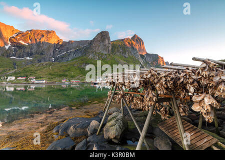 Mitternachtssonne auf getrockneten Fisch durch das Fischerdorf und spitzen Reine Nordland county Lofoten in Nordnorwegen Europa gerahmt Stockfoto