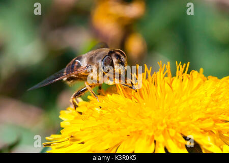 Eine Biene Nektar saugen aus einem dendelion. Lombardei Italien Europa Stockfoto
