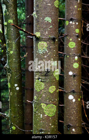 Baumstämme mit Moos in einer feuchten Holz Lombardei Italien Europa abgedeckt Stockfoto