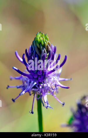 Die phyteuma Spicatum oder Gespikten Rapunzeln ist eine weitverbreitete Blume in den Alpen. Lombardei Italien Europa Stockfoto