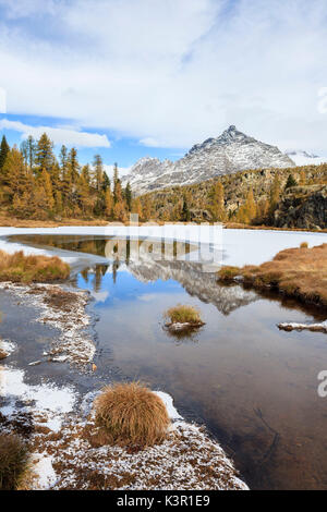 Die halb gefrorenen See Mufule, am Fuße des Pizzo Scalino, durch gelbe Lärchen im Herbst umgeben, nicht weit von der Alpe und der Rifugio Prabello Cristina Hütte, Valmalenco, Valtellina, Lombardei Italien Europa Stockfoto