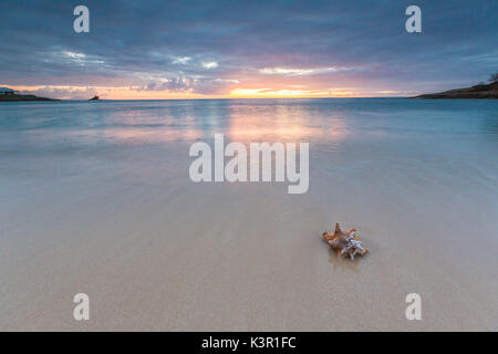 Eine Muschel im Sand durch die Farben der karibischen Sonnenuntergang Hawksbill Bay Antigua und Barbuda Leeward Islands West Indies gerahmt Stockfoto