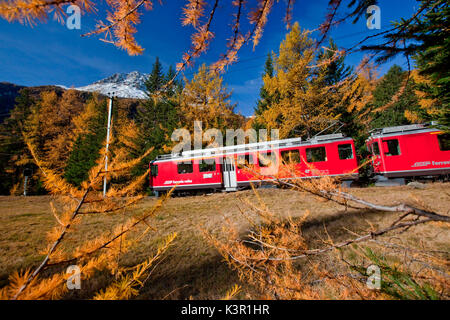 Der Bernina Express im Herbst Landschaft von Val Poschiavo, Schweiz Europa Stockfoto