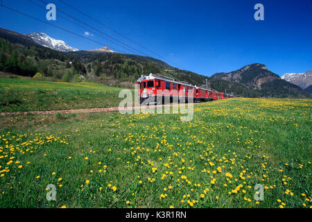 Der Bernina Express durch einige blühende Wiesen und Weiden im Val Poschiavo, Schweiz Europa Stockfoto