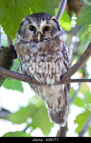 Die borealen Owl (Aegolius funereus) ist ein nocturn Raubvogel, lebt in den Wäldern in den Alpen. Park von Baviera Bayerischewald. Deutschland Europa Stockfoto