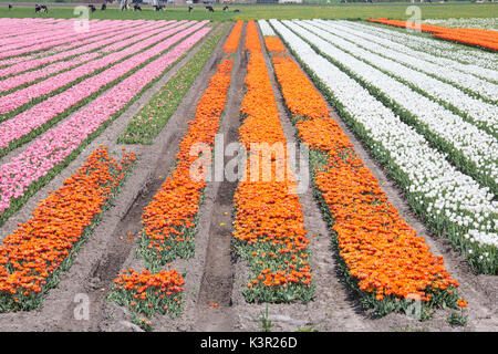 Die farbenfrohe Tulpenfelder im Frühjahr Berkmeer-Koggenland-Nord-Holland-Niederlande-Europa Stockfoto
