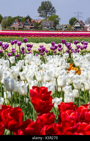 Bunte Tulpenfelder umrahmen das Dorf im Frühjahr Berkmeer-Koggenland-Nord-Holland-Niederlande-Europa Stockfoto