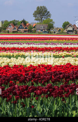Bunte Tulpenfelder umrahmen das Dorf im Frühjahr Berkmeer-Koggenland-Nord-Holland-Niederlande-Europa Stockfoto