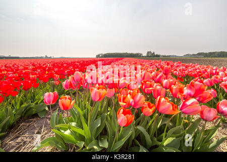 Die bunte Landschaft der Feder Felder der Tulpen Park Keukenhof Lisse South Holland Niederlande Europa Stockfoto