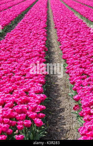 Die bunte Landschaft der Feder Felder der Tulpen Park Keukenhof Lisse South Holland Niederlande Europa Stockfoto