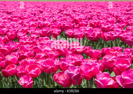 Die bunte Landschaft der Feder Felder der Tulpen Park Keukenhof Lisse South Holland Niederlande Europa Stockfoto