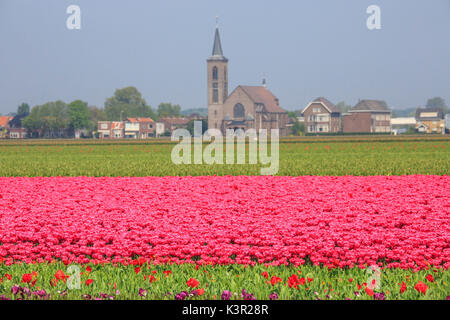 Felder der Tulpen Farbe die Landschaft und umrahmen das Dorf im Hintergrund Keukenhof Lisse Zuid-Holland Niederlande Europapark Stockfoto