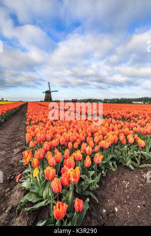 Feder Wolken auf bunte Tulpen und Windmühlen Berkmeer Koggenland Nord-Holland-Niederlande-Europa Stockfoto