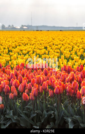 Die farbenfrohe Tulpenfelder im Frühjahr Berkmeer-Koggenland-Nord-Holland-Niederlande-Europa Stockfoto