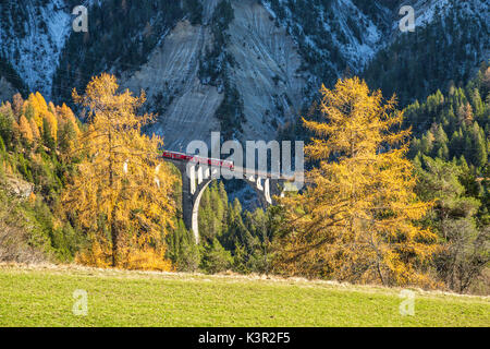 Bernina Express durchläuft Wiesner Viadukt umgeben von bunten Wäldern Kanton Graubünden Schweiz Europa Stockfoto