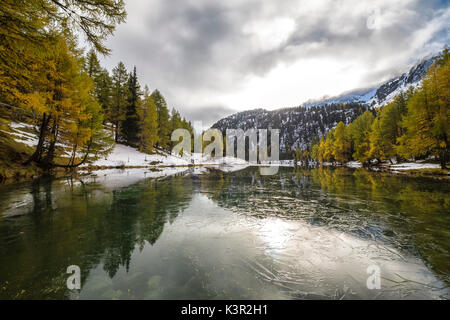 Bunte Bäume in Lai da Palpuogna Albula Bergün Kanton Graubünden Engadin Schweiz Europa wider Stockfoto