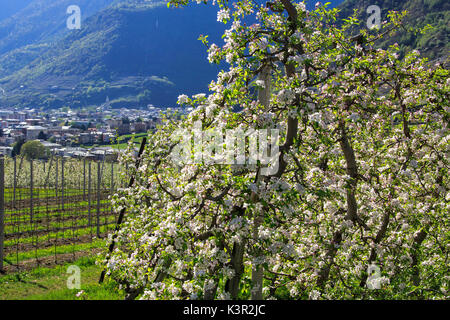 Blühenden Apfelplantagen Villa von Tirano Provinz von Sondrio Lombardei Valtellina Italien Europa Stockfoto