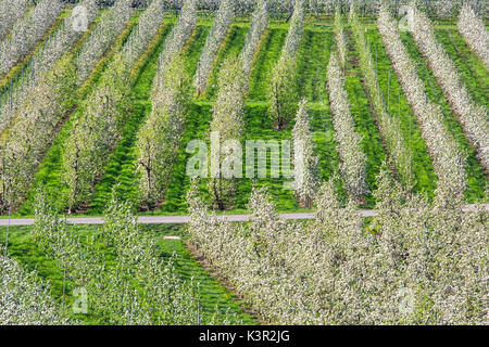 Blühenden Apfelplantagen Villa von Tirano Provinz von Sondrio Lombardei Valtellina Italien Europa Stockfoto