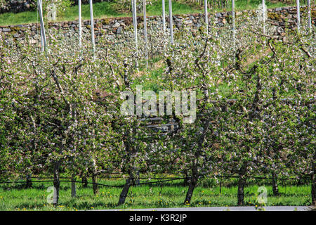 Blühenden Apfelplantagen Villa von Tirano Provinz von Sondrio Lombardei Valtellina Italien Europa Stockfoto