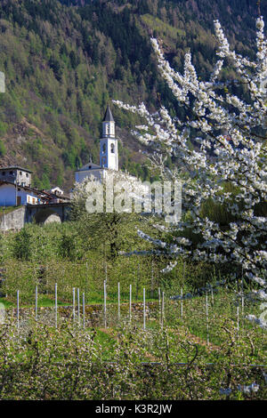 Blühende Apfelplantagen Rahmen der alten Kirche Villa von Tirano Provinz Sondrio Veltlin Lombardei Italien Europa Stockfoto