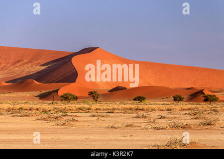 Chemische Anlagen und Tote Akazie umgeben von Sanddünen Deadvlei Sossusvlei Namib Naukluft National Park Namibia Afrika Stockfoto