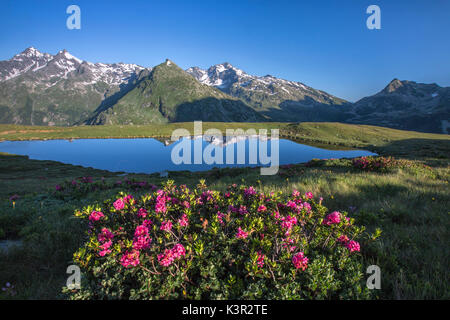 Rhododendren umgeben Monte Cardine spiegelt sich im See Andossi bei Sonnenaufgang Chiavenna Tal Valtellina Lombardei Italien Europa Stockfoto