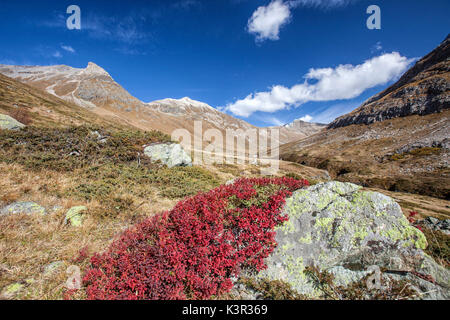 Preiselbeeren und Farben des Herbstes Fain Tal Engadin Kanton Graubünden Schweiz Europa Stockfoto