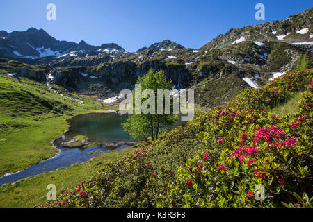 Rhododendren und Seen Porcile Tartano Tal Orobie Alpen Lombardei Italien Europa Stockfoto