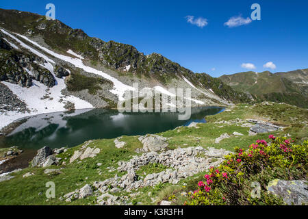 Rhododendren und Seen Porcile Tartano Tal Orobie Alpen Lombardei Italien Europa Stockfoto