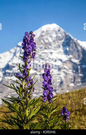Aconito Napello Blumen framing Eiger Mannlichen Grindelwald Berner Oberland Kanton Bern Schweiz Europa Stockfoto