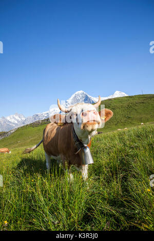 Kuh in den Weiden des Mannlichen Grindelwald Berner Oberland Kanton Bern Schweiz Europa Stockfoto