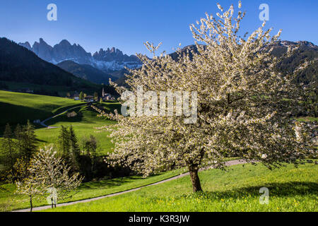 Blühende Rahmen das Dorf St. Magdalena und der Geisler-Gruppe. Villnösser Tal Südtirol Dolomiten Italien Europa Stockfoto