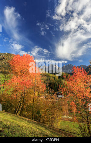 Rote Kirsche Bäume im Herbst färben die Landschaft rund um St. Magdalena Dorf. Im Hintergrund die Berge Geisler. Val di Funes. Stockfoto