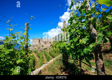 Die Ruine der Burg Grumello inmitten der Weinberge von Valtellina. Montagna in Valtellina. Sondrio. In der Lombardei. Italien. Europa Stockfoto