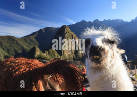 Lama an die berühmte archäologische Stätte von Machu Picchu in der Region Cusco, Urubamba Provinz, Bezirk von Machu Picchu, Peru, Südamerika Stockfoto