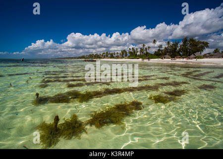 Algen Plantagen an der Ostküste von Sansibar, Tansania, Afrika Stockfoto