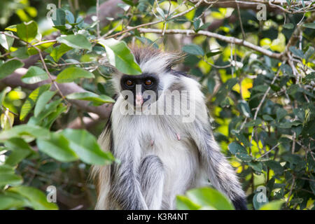 Red Colobus Monkey in Tansania, Afrika Stockfoto