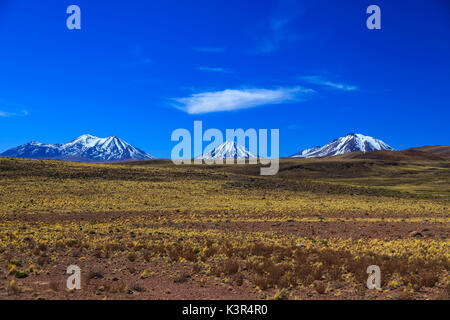 Laguans altiplanicas, Atacama, Chile, Südamerika Stockfoto