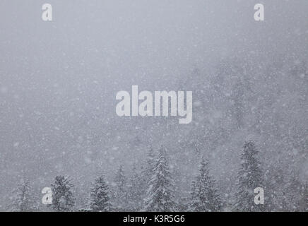 Limone Piemonte, Cuneo, Seealpen, Piemont, Italien, Europa. Stockfoto