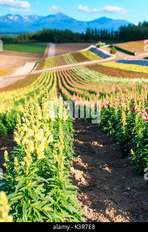 Blumengarten in Kamifurano, mit Blick auf die Berge in Furano, Hokkaido, Japan Stockfoto