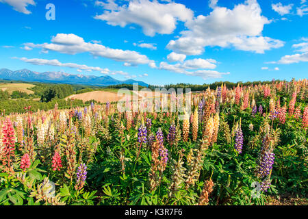 Flower Garden in Kamifurano, mit Blick auf die Berge in Furano, Hokkaido, Japan Stockfoto