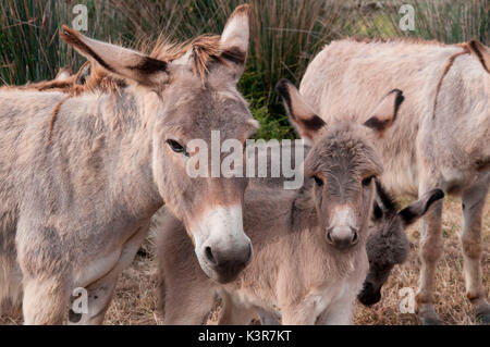 Esel, Asinara Nationaal Park, Porto Torres, Provinz Sassari, Sardinien, Italien, Europa. Stockfoto