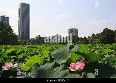 Lotus Teich und Wolkenkratzer Ueno-Tokio in Japan Stockfoto